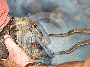 Smoke blowing from horseshoe on hoof. Farrier fits horseshoe