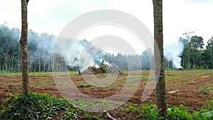 Smoke from burned old trees.Preparing from new plantation concept