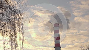 Smoke comes from an industrial chimney against the backdrop of a cloudy sky and tree branches close up