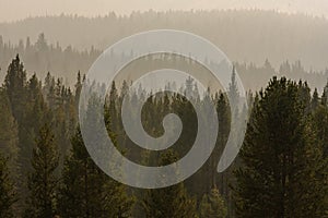 Smoke Fills The Air Showing Layers Of Forest