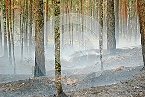 Smoke and fire in the wood