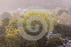 Smoke and fog covering the green forests and trees of the outskirts of the Sanjay Gandhi National