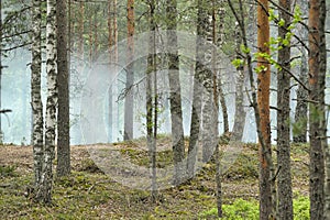 Smoke in the forest