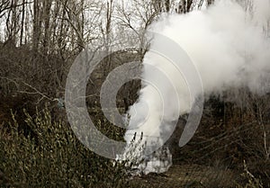 Smoke in the forest