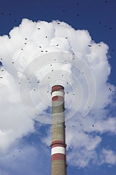 Smoke pipe and birds