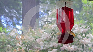 Smoke and rhododendron behind feeder