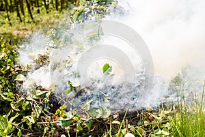 Smoke rising from burning green plants, Incineration of plants in the garden