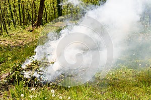 Smoke rising from burning green plants, Incineration of plants in the garden