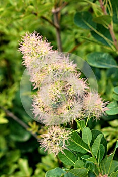 Smoke tree or Cotinus coggygria multiple branching shrub flowering plant with pinkish purple feathery plumes growing from single photo