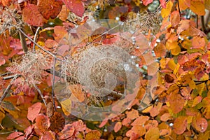 Smoke tree leaves turning orange red-blood in autumn photo