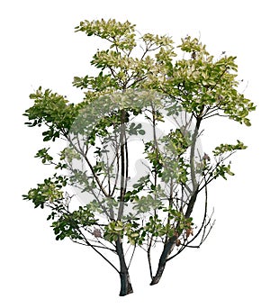 Smoke tree, cut out tree isolated on white background photo