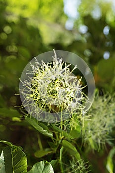 Smoke tree flower