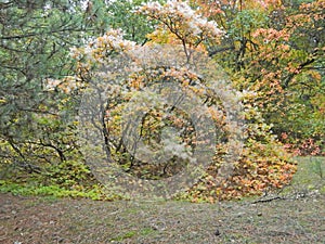 Smoke trees in fall photo