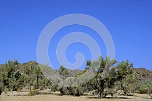 Smoke Trees  49172 photo