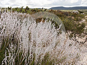 Smokebush in Lesueur National Park, Western Australia