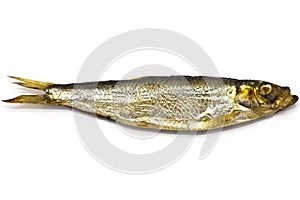 Smoked European Sprat (Sprattus sprattus)