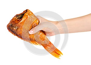 Smoked fish perch in hand