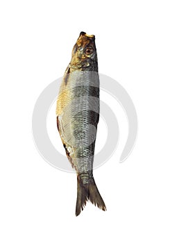Smoked Herring or Bouffi Bloaster, clupea harengus, Smoked Fish against White Background
