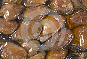 Smoked Oysters Background