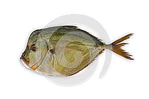 Smoked Selene setapinnis, also known as Atlantic moonfish or Vomer setapinnis, on a white background