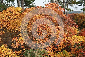 Smoked tree in karst on cloudy day in autumn photo