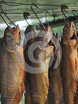 Smoked trouts