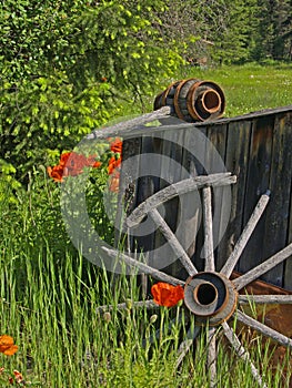 Smokehouse, wagon wheel and poppies