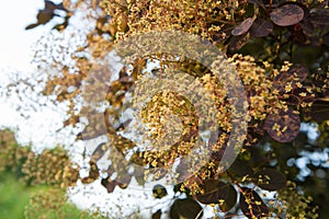 The Smoketree (Cotinus) blooming