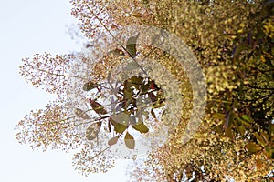 The Smoketree (Cotinus) blooming