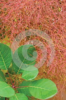 Smoketree rhus cotinus coggygria pink blooming, Royal Purple smoke bush flowering macro closeup, green leaves, large vertical photo