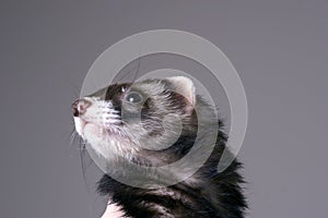 Smokey the Ferret