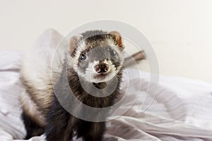 Smokey the Ferret photo