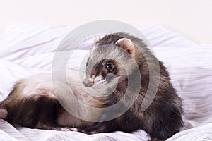 Smokey the Ferret