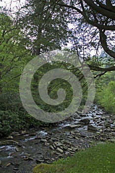 Smokey Mountains, Gap Road In Spring