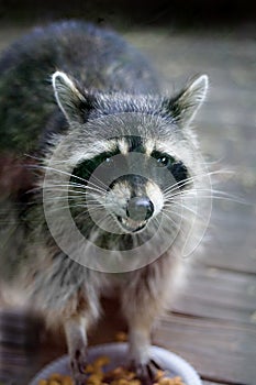 Smokey Raccoon