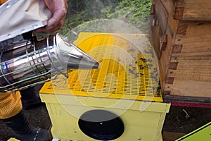smoking bees to calm them down at an apiary in the Caribbean