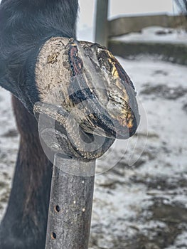 Smoking flaming hoof under hot horseshoe