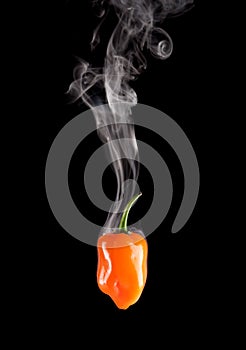 Smoking Hot Habanero Pepper (Capsicum Chinense)