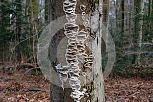 smoky bracket resp.Bjerkandera adusta,lower Rhine region,Germany