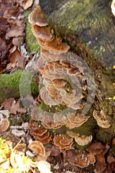 Smoky bracket on a stump overgrown with moss