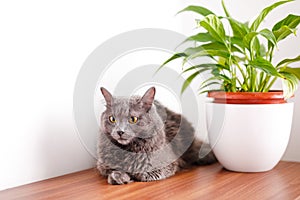 A smoky gray and very fluffy cat lies on a dresser under the leaves of a house flower and rests