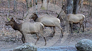 Smoky Mountain Elk near Cherokee, North Carolina