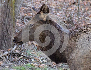 Smoky Mountain Elk near Cherokee, North Carolina