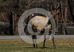 Smoky Mountain Elk near Cherokee, North Carolina