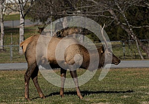 Smoky Mountain Elk near Cherokee, North Carolina