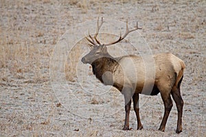 Smoky Mountain Elk