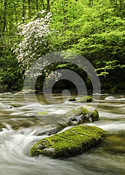 Smoky Mountain Mountain Laurel River Landscape NC