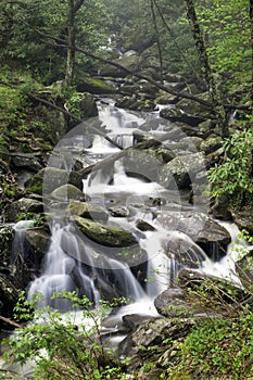 Smoky Mountain Spring