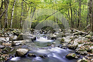 Smoky Mountain Stream