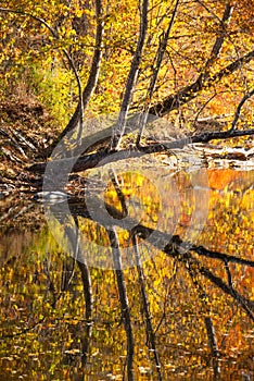 Smoky Mountain Stream in Fall